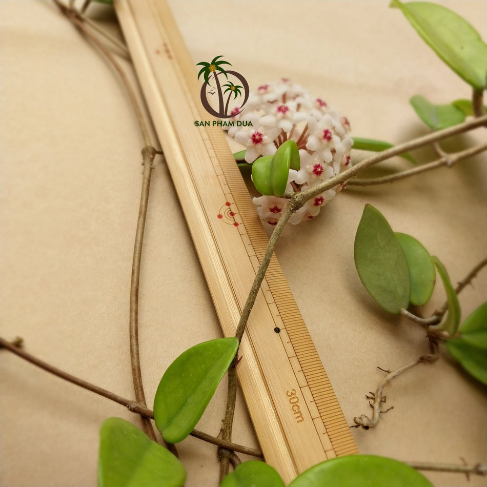 Kommer snart - Lineal fremstillet af bambus